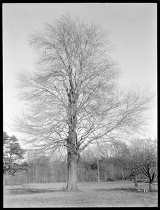 Acer rubrum Massachusetts (Mattapan)