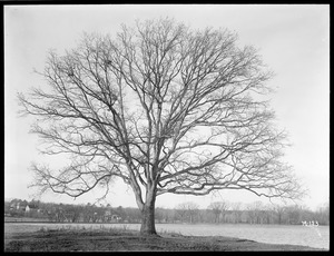 Quercus alba Massachusetts (Mattapan)