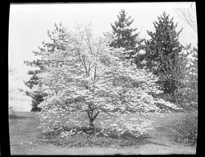Cornus florida Rochester, N.Y.