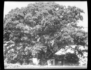 Quercus alba (The Wye Oak) Talbot Co.,  Maryland