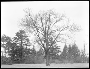 Quercus rubra Massachusetts (Wellesley)