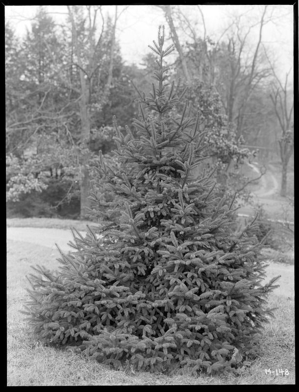 Picea asperata notabilis Massachusetts (Wellesley)
