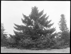 Picea bicolor Massachusetts (Wellesley)