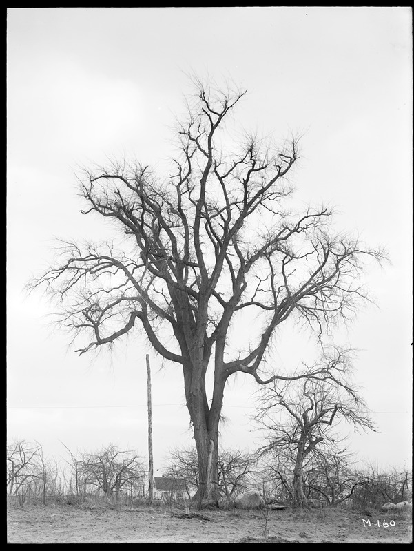 Ulmus americana Massachusetts (Lincoln)