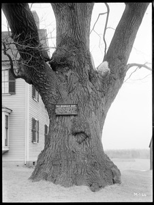 Quercus borealis maxima (Beaman Oak) Massachusetts (North Lancaster)