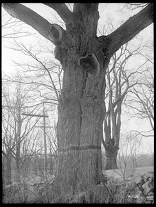 Quercus maxima borealis Massachusetts (Hingham)