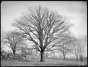 Quercus alba Massachusetts (Milton)