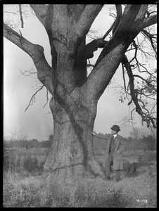 Quercus alba Massachusetts (East Mansfield)