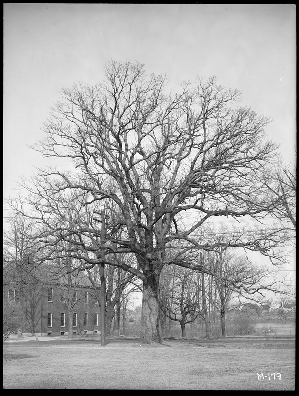 Quercus alba Massachusetts (Billerica)