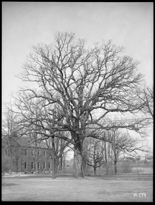 Quercus alba Massachusetts (Billerica)
