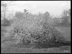 Prunus triloba plena Massachusetts (Jamaica Plain)