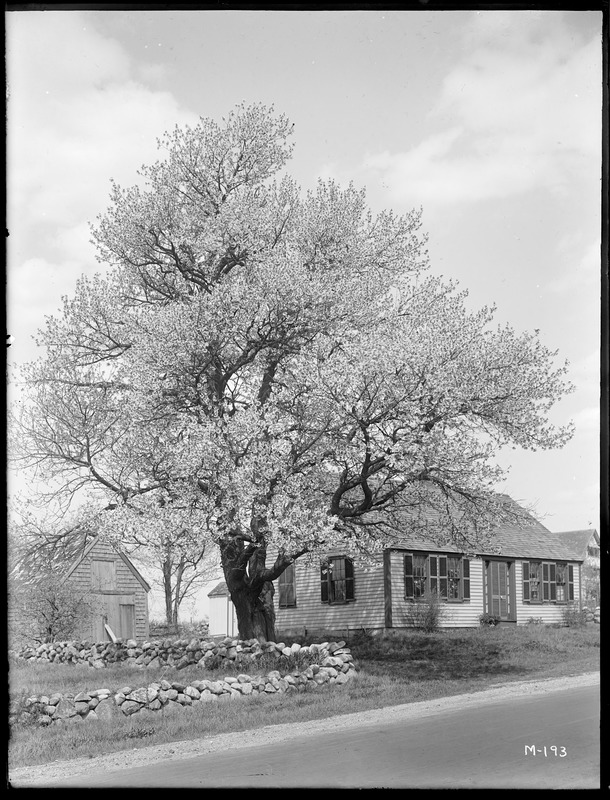 Prunus cerasus Massachusetts (Accord)
