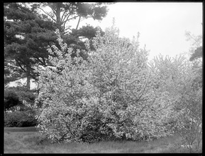 Prunus padus spathii Massachusetts (Wellesley)