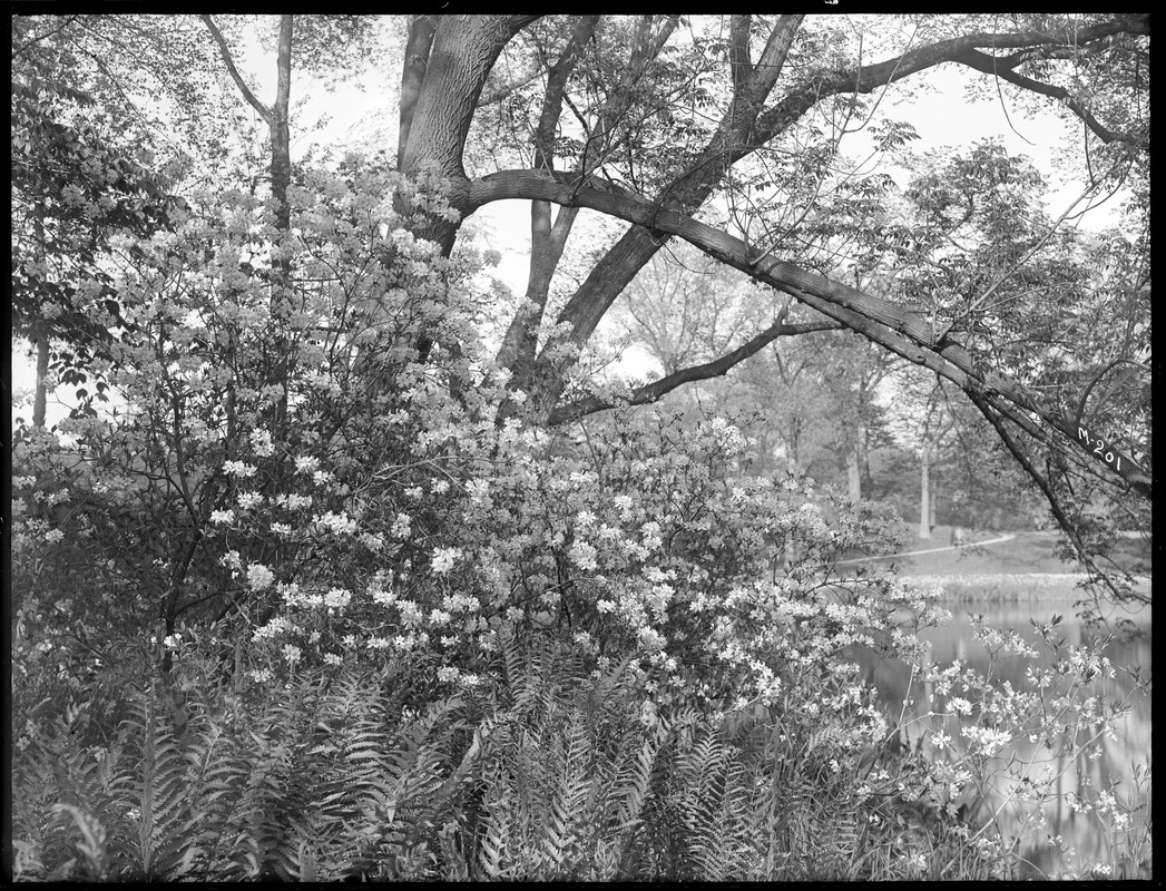 Rhododendron vaseyi Massachusetts (Brookline)