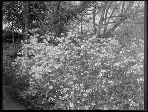 Rhododendron vaseyi Massachusetts (Brookline)