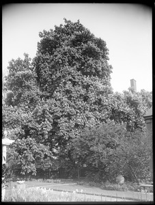 Aesculus hippocastanum Massachusetts (Salem)