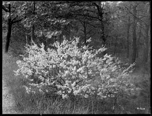 Prunus maritima Massachusetts (Duxbury)