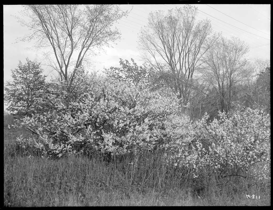 Prunus maritima Massachusetts (Duxbury)