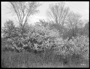 Prunus maritima Massachusetts (Duxbury)