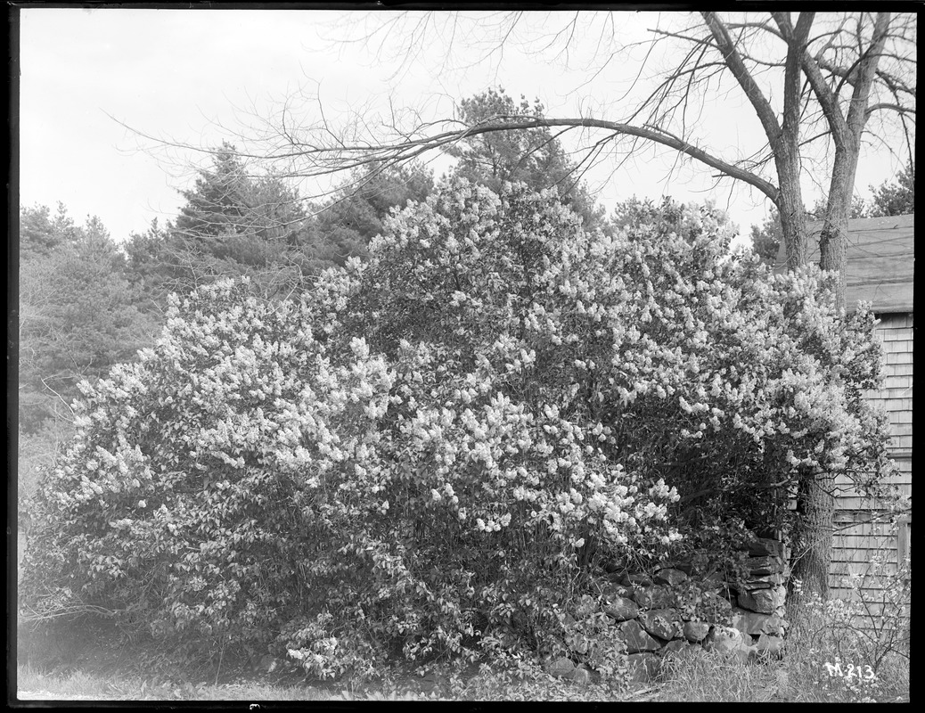 Syringa vulgaris Massachusetts (Pembroke)