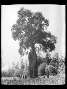 Brachychiton rupestris (Battle Tree) Zukensland, New Zealand