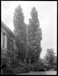 Populus nigra italica Massachusetts (Boston)
