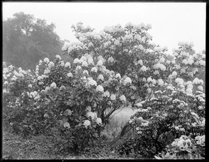 Rhododendron catawbiense album Massachusetts, Jamaica Plain