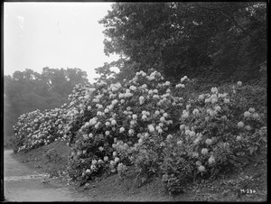 Rhododendron catawbiense hybrids Massachusetts, Jamaica Plain