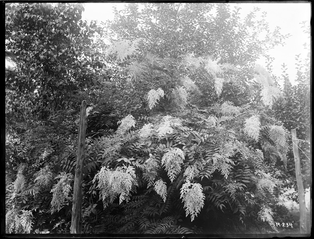 Sorbaria arborea Massachusetts (Wellesley)