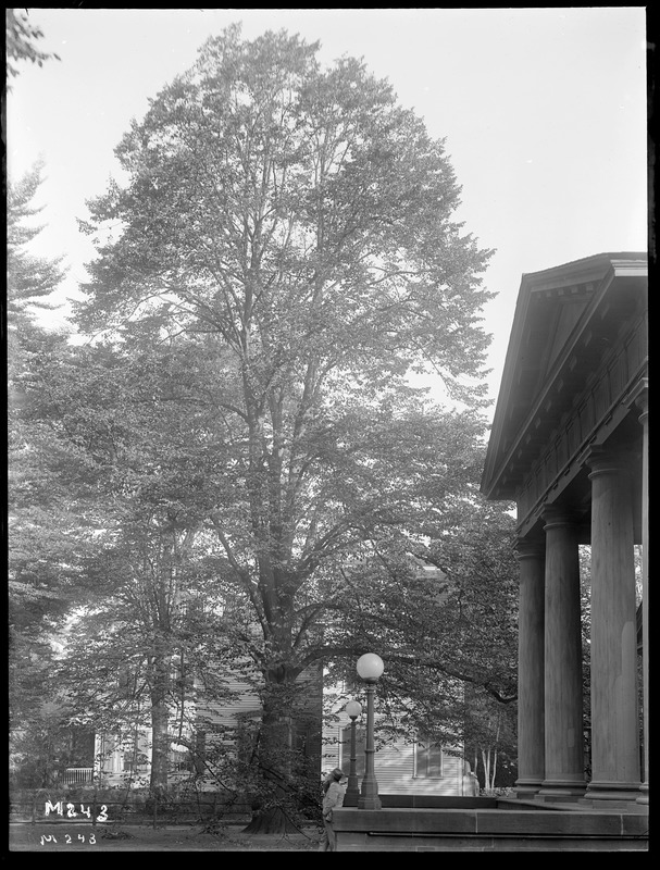 Tilia vulgaris Rhode Island, Newport