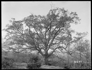 Quercus alba (Oakham Oak) Massachusetts (Oakham)