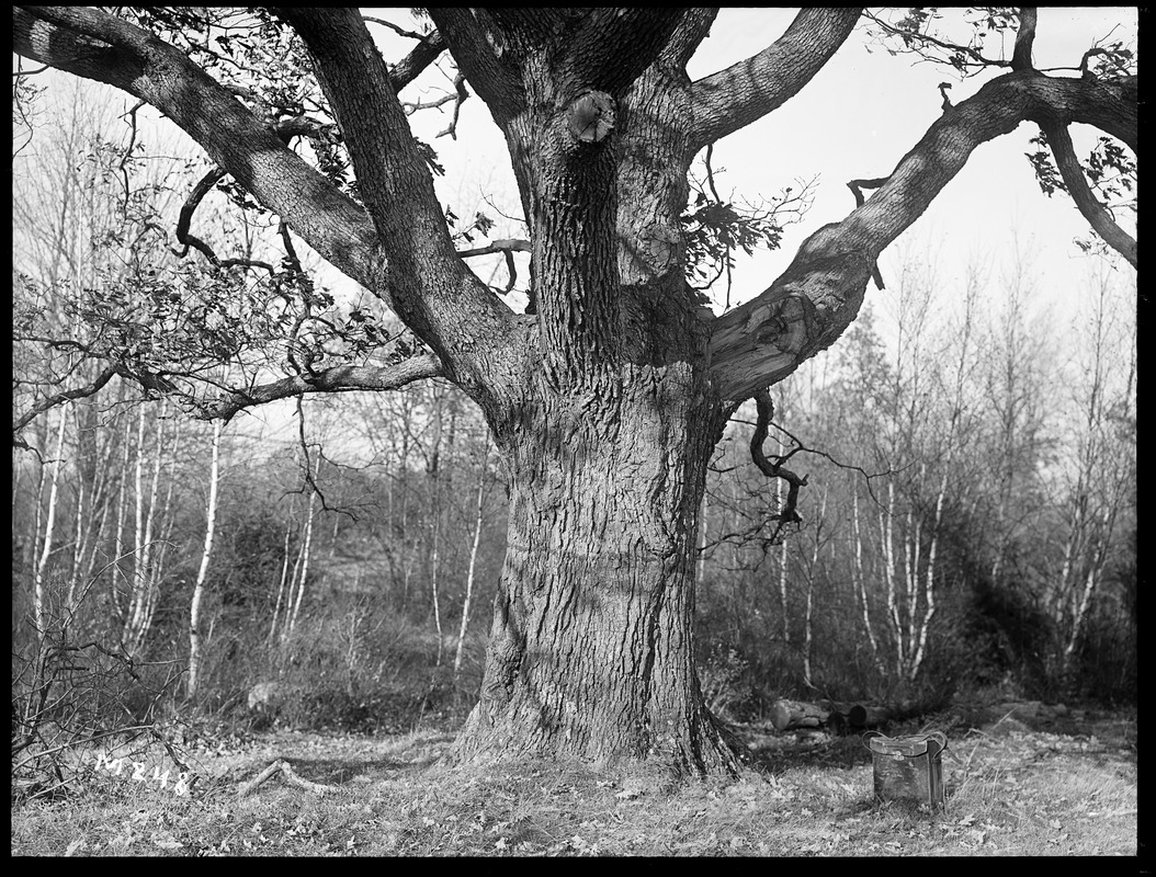 Quercus alba Massachusetts (Oakham)
