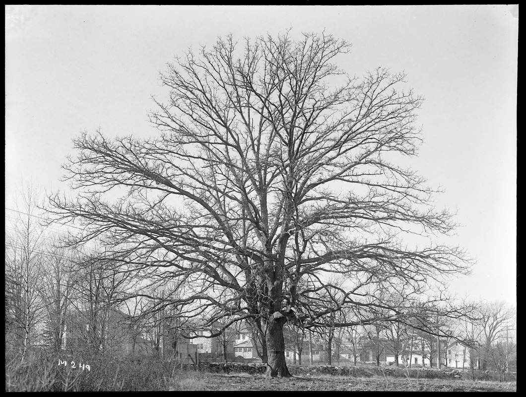 Quercus bicolor Massachusetts (Oakham)