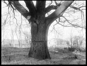 Quercus borealis Massachusetts (Canton)