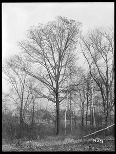 Quercus velutina Massachusetts (Milton)