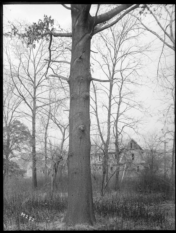 Quercus velutina Massachusetts (Milton)