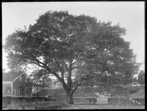 Quercus borealis maxima Massachusetts (Hamilton)