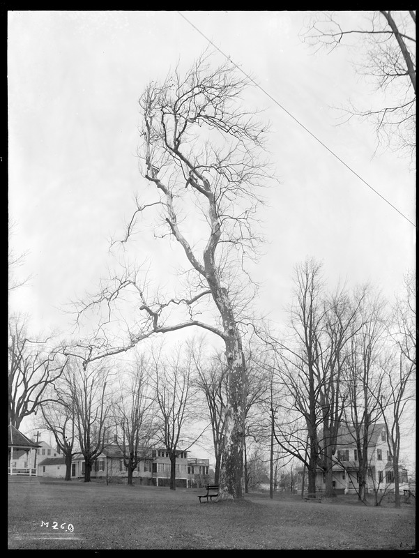 Platanus occidentalis Massachusetts (Lunenberg)