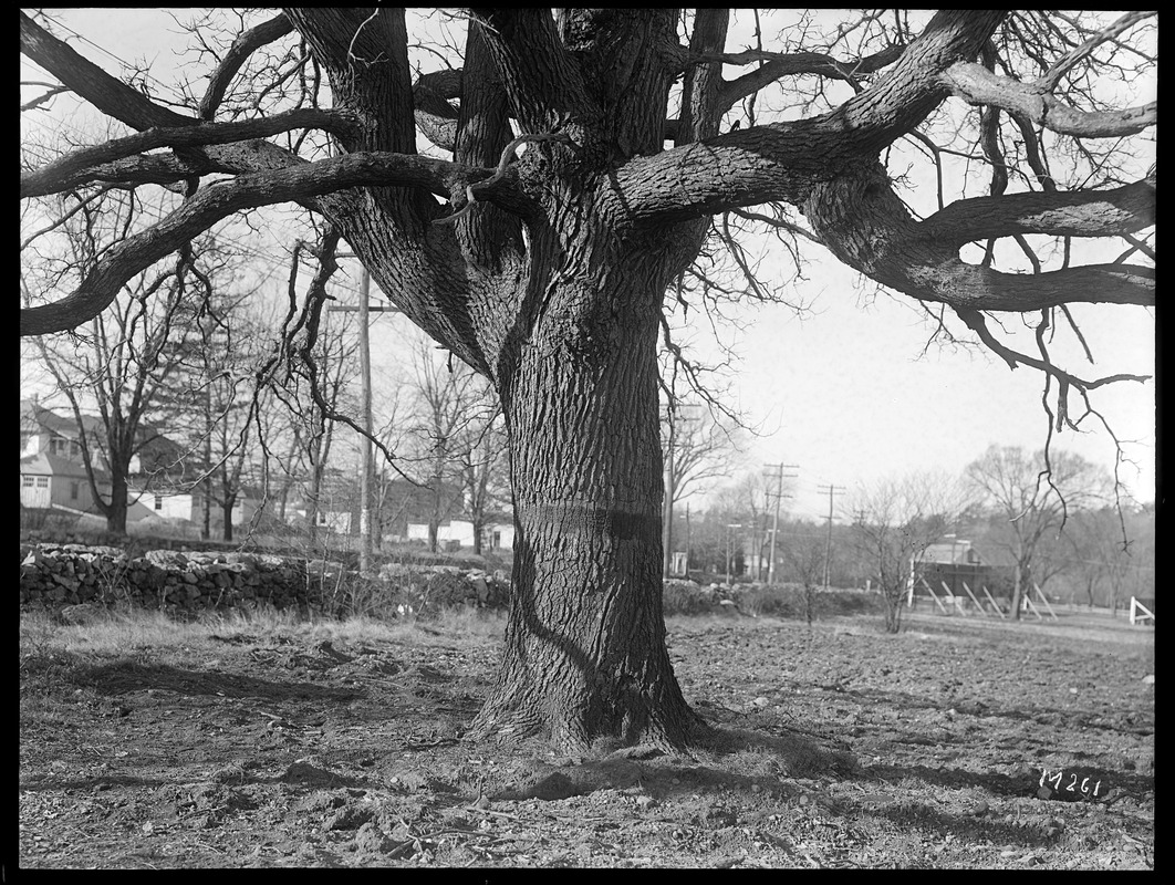 Quercus bicolor Massachusetts (Milton)