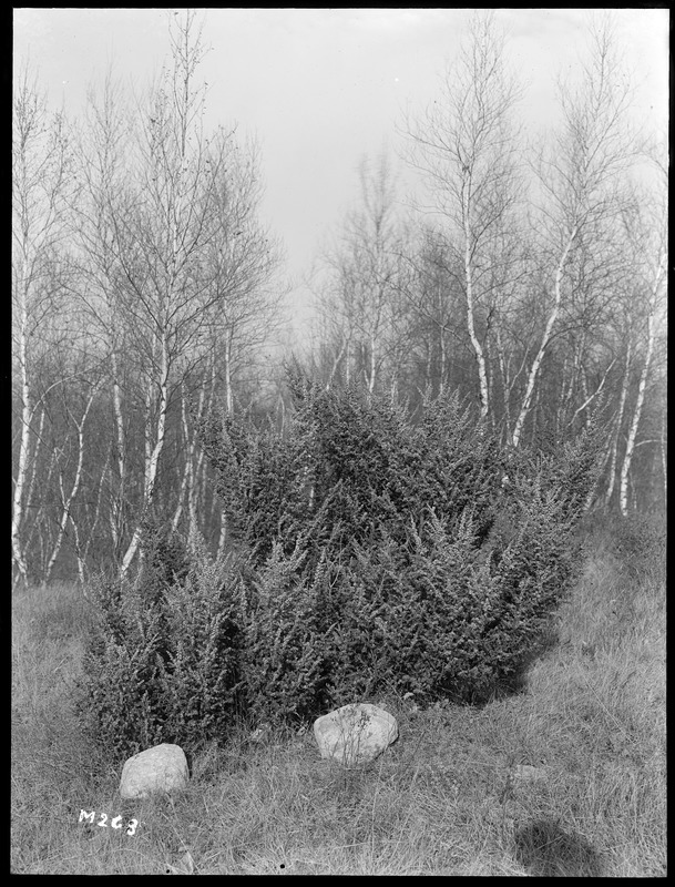 Juniperus communis depressa Massachusetts (Littleton)