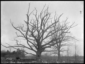 Quercus alba Massachusetts (Lunenberg)