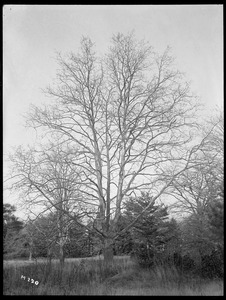 Platanus acerifolia Rhode Island, (Bristol Neck)