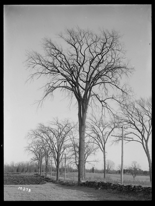 Ulmus americana Massachusetts (Mansfield)