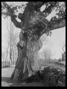 Quercus alba Massachusetts (Sudbury)