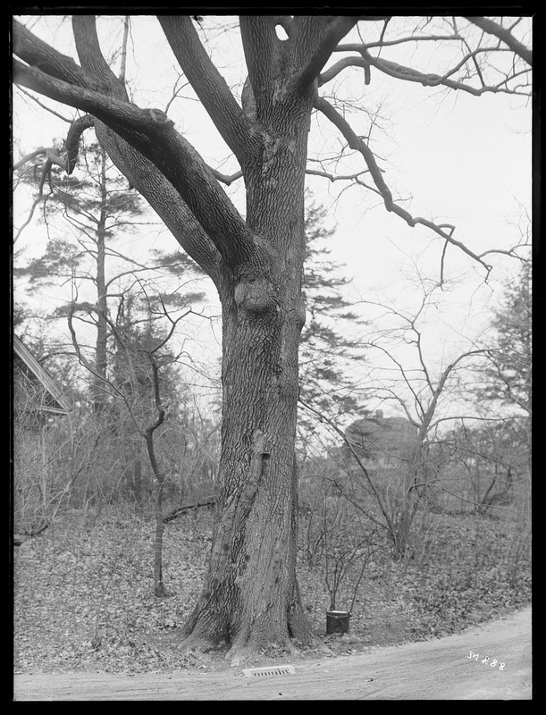 Quercus sargentiana Massachusetts (Brookline)