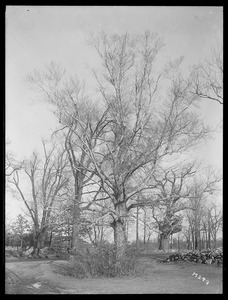 Fagus grandifolia Massachusetts (Sudbury)