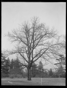 Quercus rubra Massachusetts (Wellesley)