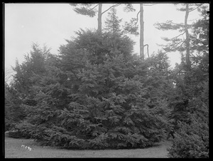 Tsuga diversifolia Massachusetts (Wellesley)