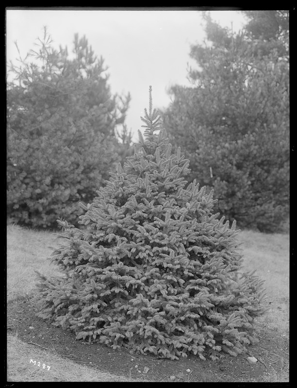 Picea aurantiaca Massachusetts (Wellesley)