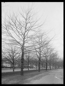 Quercus borealis maxima Massachusetts (Jamaica Plain)